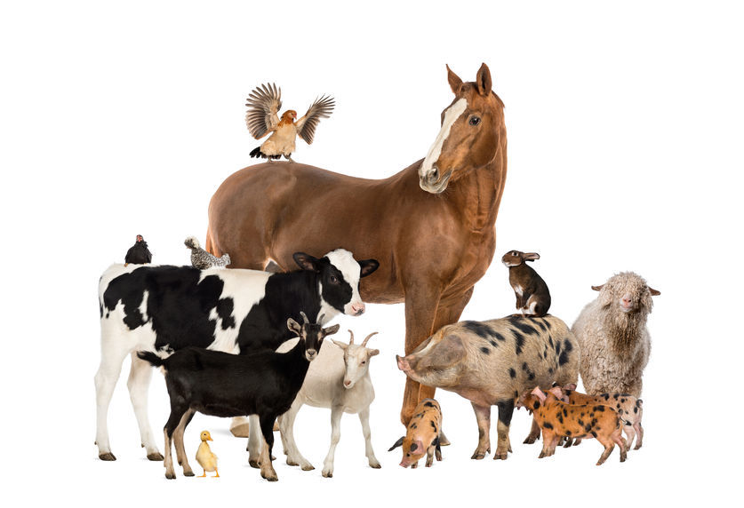 Group of farm animals