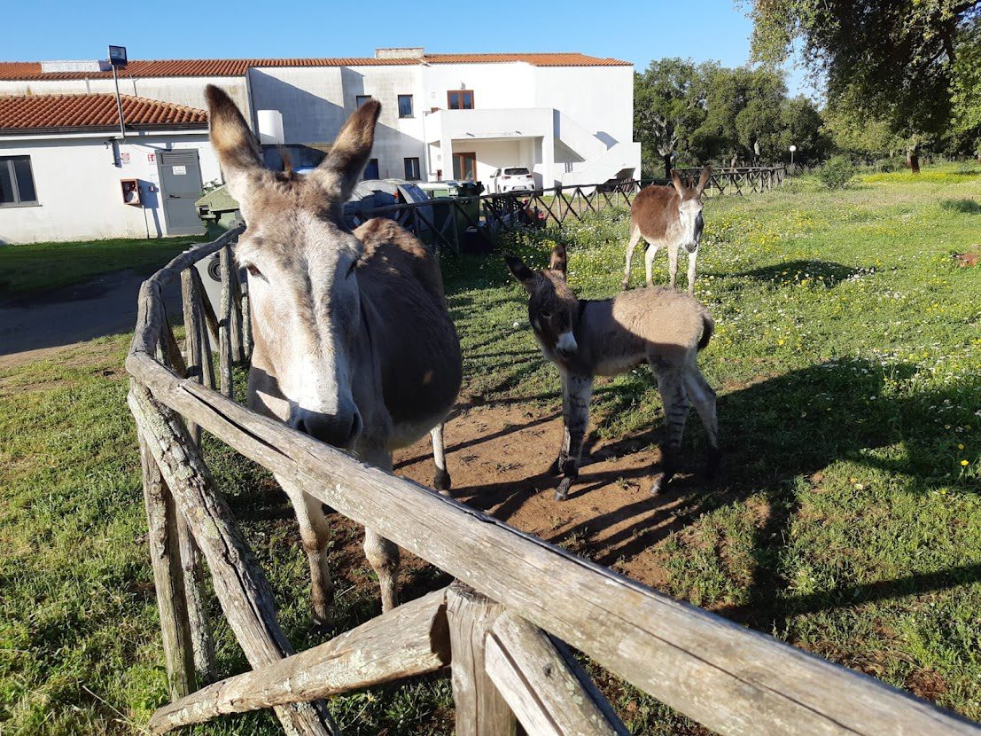 Su Baione